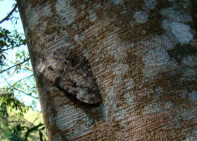 Brown Camouflaged Butterfly